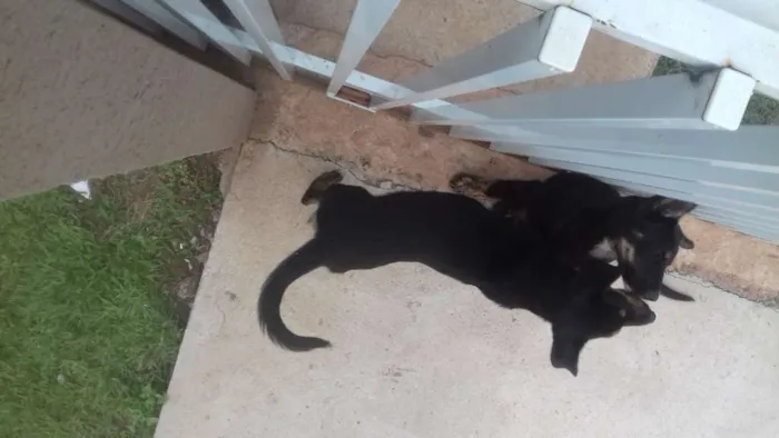 Cachorro ra a indefinida idade 7 a 11 meses nome sem nome