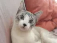 Amora