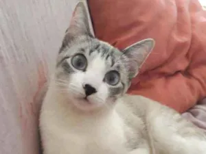 Gato raça Pelo curto idade 7 a 11 meses nome Amora