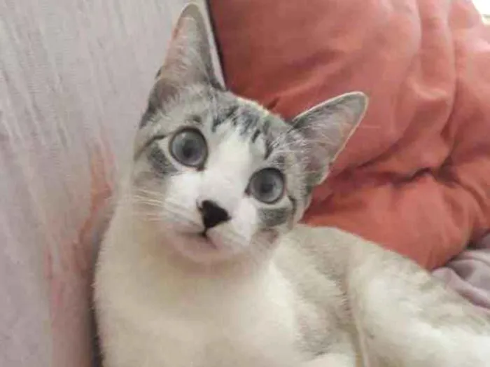 Gato ra a Pelo curto idade 7 a 11 meses nome Amora