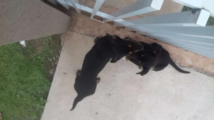 Cachorro ra a indefinida idade 7 a 11 meses nome sem nome