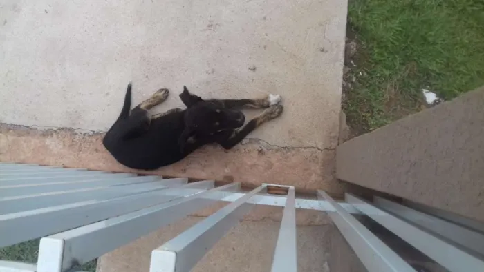 Cachorro ra a indefinida idade 7 a 11 meses nome sem nome