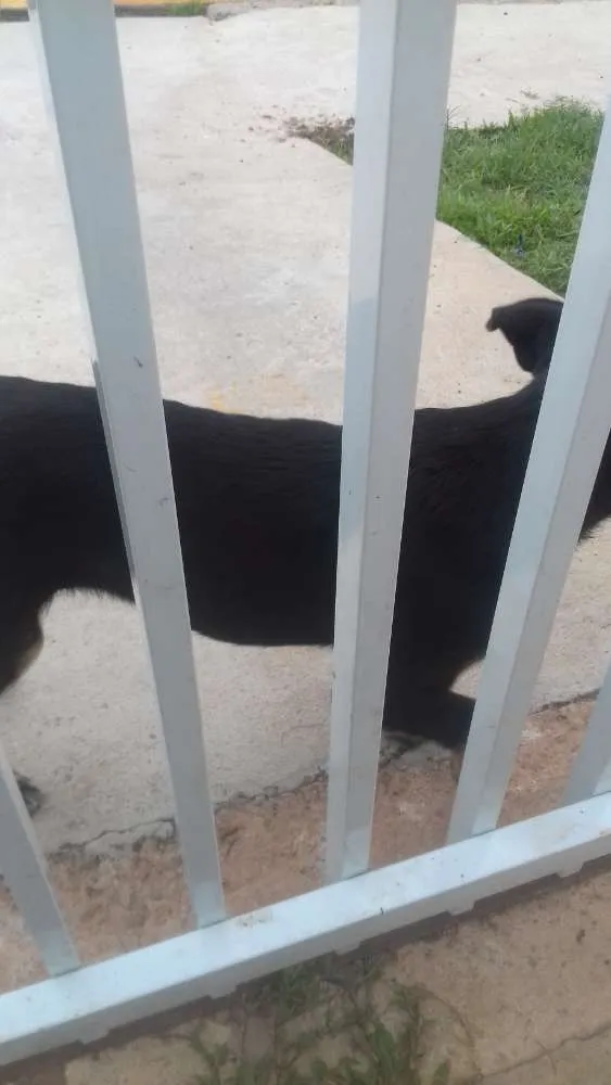 Cachorro ra a indefinida idade 7 a 11 meses nome sem nome