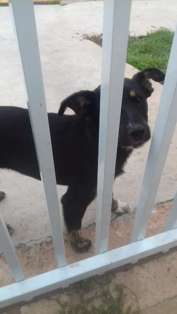 Cachorro ra a indefinida idade 7 a 11 meses nome sem nome