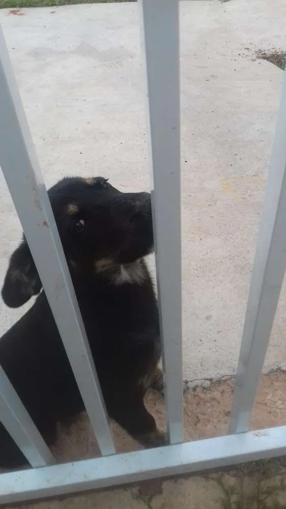 Cachorro ra a indefinida idade 7 a 11 meses nome sem nome