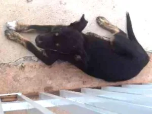 Cachorro raça indefinida idade 7 a 11 meses nome sem nome