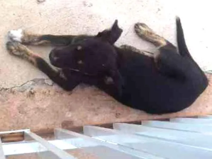Cachorro ra a indefinida idade 7 a 11 meses nome sem nome