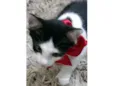 Fitz