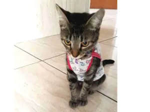 Gato raça Pelo curto idade 7 a 11 meses nome Jade