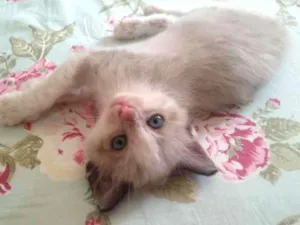Gato raça Srd idade 2 a 6 meses nome Juquinha