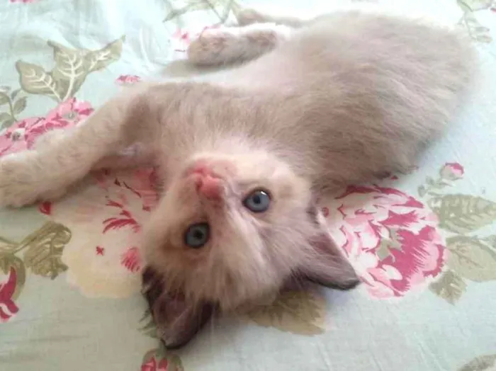 Gato ra a Srd idade 2 a 6 meses nome Juquinha