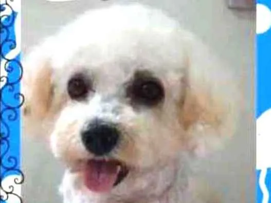 Cachorro ra a mix bichon idade 3 anos nome Peter