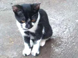 Gato raça vira-lata idade 2 a 6 meses nome sem nome