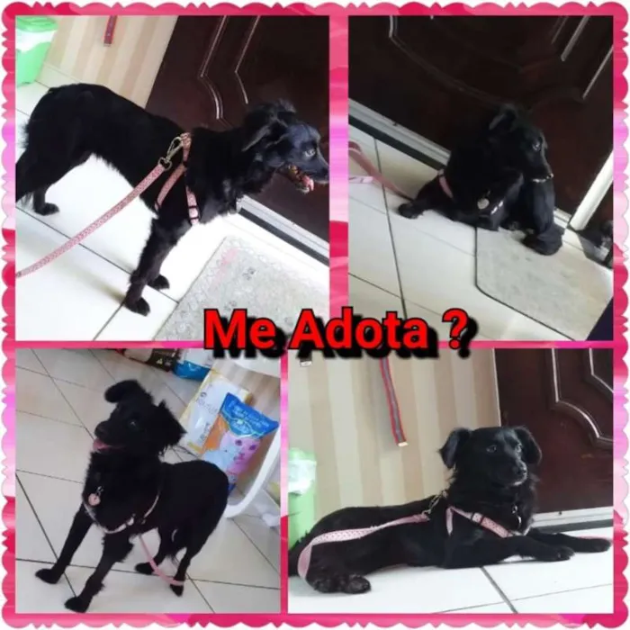 Cachorro ra a SRD idade 2 anos nome Gaya