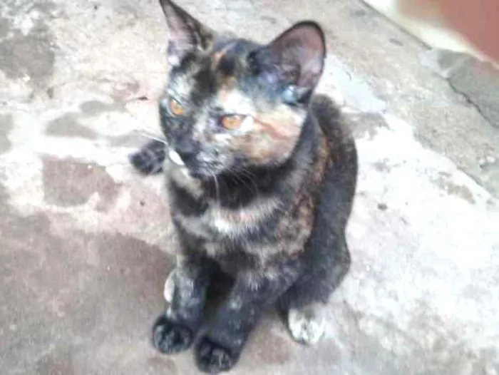 Gato ra a vira-lata idade 2 a 6 meses nome sem nome