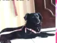 Gaya