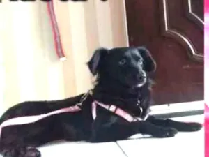 Cachorro raça SRD idade 2 anos nome Gaya