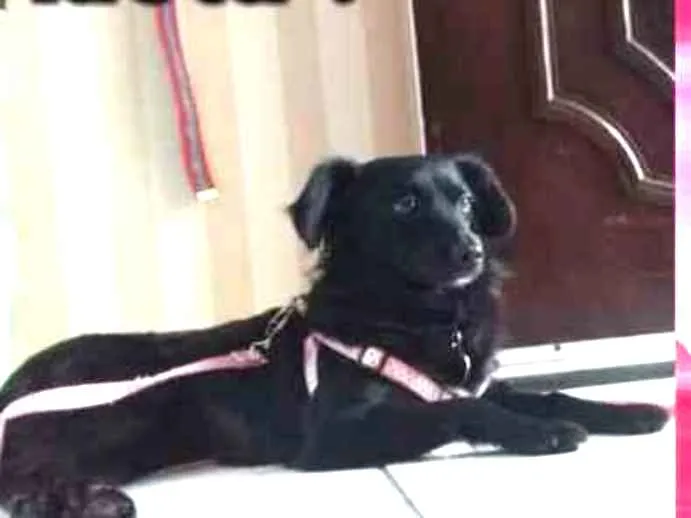 Cachorro ra a SRD idade 2 anos nome Gaya