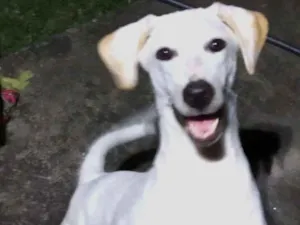 Cachorro raça SRD idade 7 a 11 meses nome Kiara