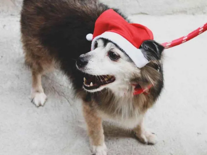 Cachorro ra a srd idade 2 anos nome Varios cães 