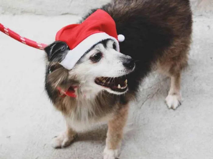 Cachorro ra a srd idade 2 anos nome Varios cães 