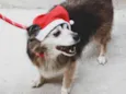 Varios cães