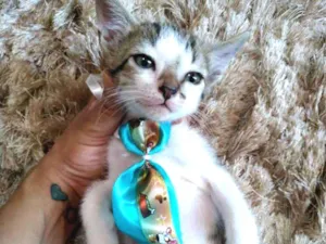 Gato raça Sem raça definida idade 2 a 6 meses nome Sem nome