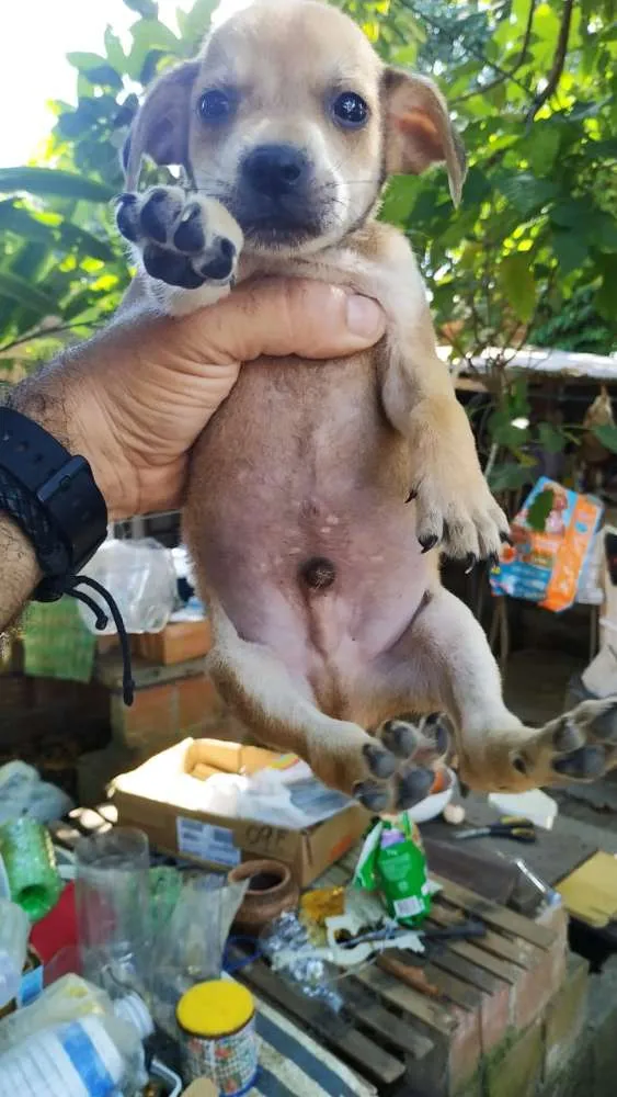 Cachorro ra a Indefinida idade 2 a 6 meses nome Sem nome