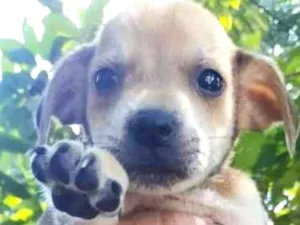 Cachorro raça Indefinida idade 2 a 6 meses nome Sem nome