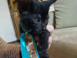 Gato raça Sem raça definida idade 2 a 6 meses nome Sem nome