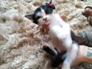 Gato raça Sem raça definida idade 2 a 6 meses nome Sem nome