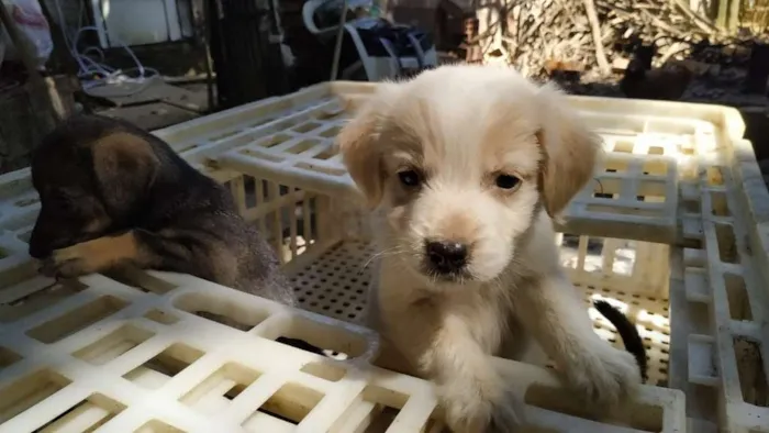 Cachorro ra a Indefinida idade 2 a 6 meses nome Sem nome