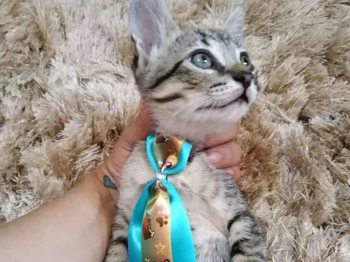 Gato ra a Sem raça definida idade 2 a 6 meses nome Sem nome