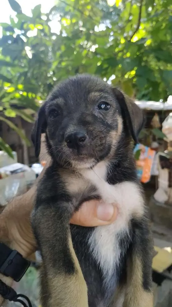 Cachorro ra a Indefinida idade 2 a 6 meses nome Sem nome