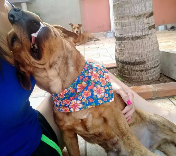 Cachorro raça SRD  idade 1 ano nome JOSELITO
