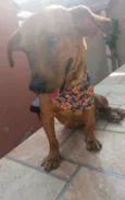 JOSELITO
