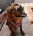 JOSELITO