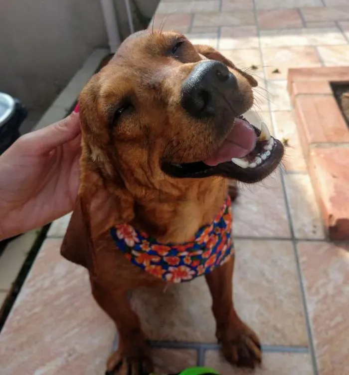 Cachorro raça SRD  idade 1 ano nome JOSELITO
