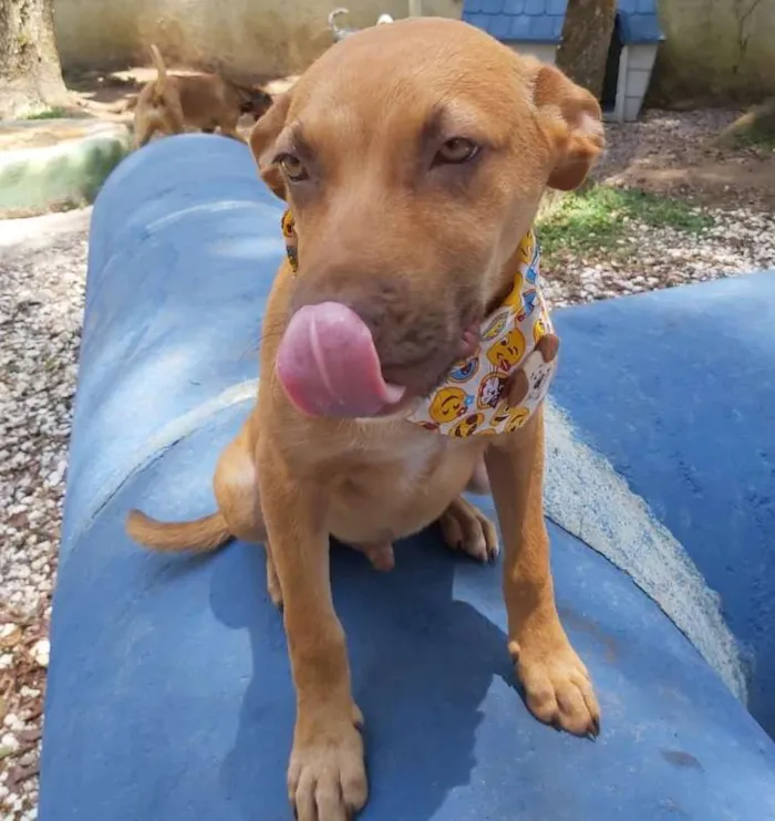 Cachorro ra a srd idade 2 a 6 meses nome Pipo