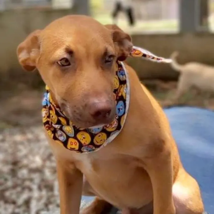 Cachorro ra a srd idade 2 a 6 meses nome Pipo