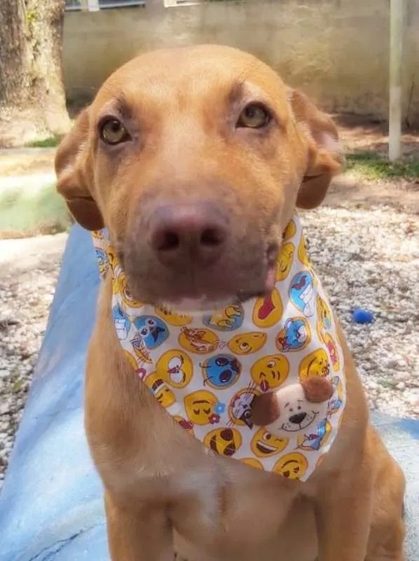 Cachorro ra a srd idade 2 a 6 meses nome Pipo