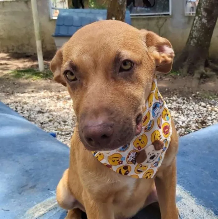 Cachorro ra a srd idade 2 a 6 meses nome Pipo