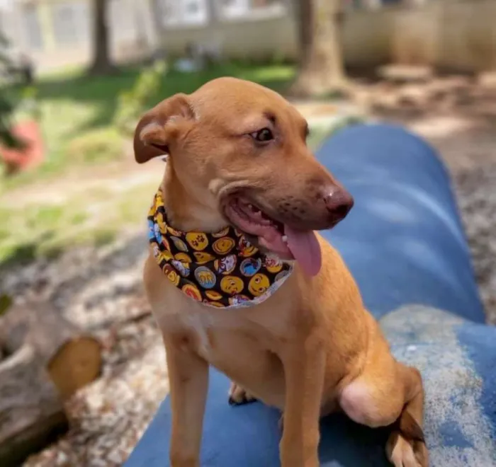 Cachorro ra a srd idade 2 a 6 meses nome Pipo