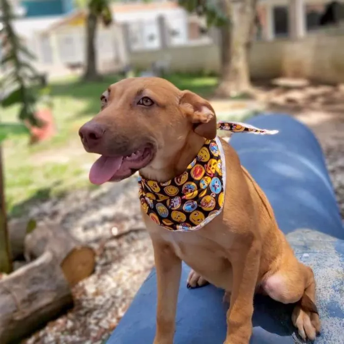 Cachorro ra a srd idade 2 a 6 meses nome Pipo