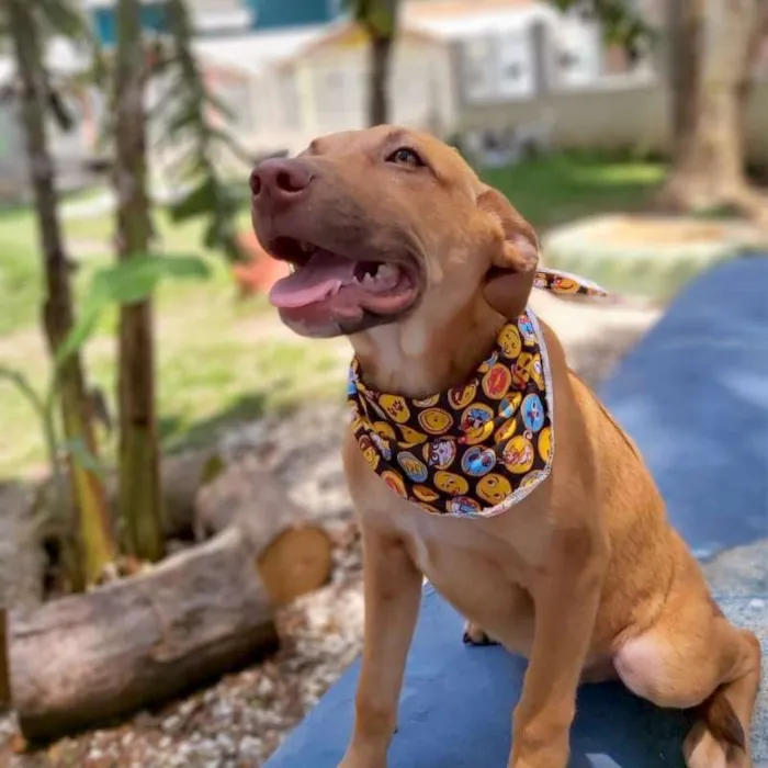 Cachorro ra a srd idade 2 a 6 meses nome Pipo