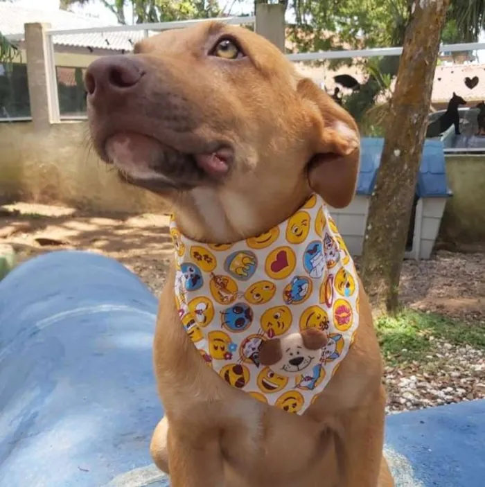 Cachorro ra a srd idade 2 a 6 meses nome Pipo