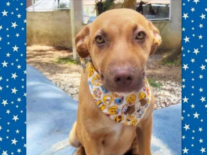 Cachorro ra a srd idade 2 a 6 meses nome Pipo