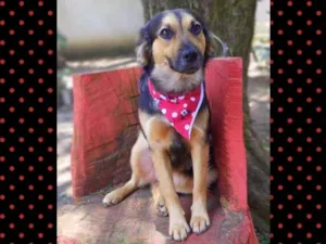 Cachorro raça srd idade 1 ano nome Pan