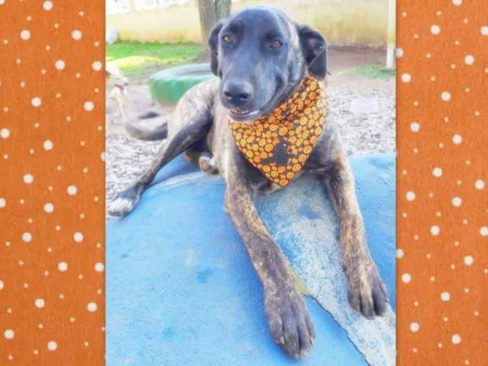 Cachorro ra a srd idade 7 a 11 meses nome Bombom