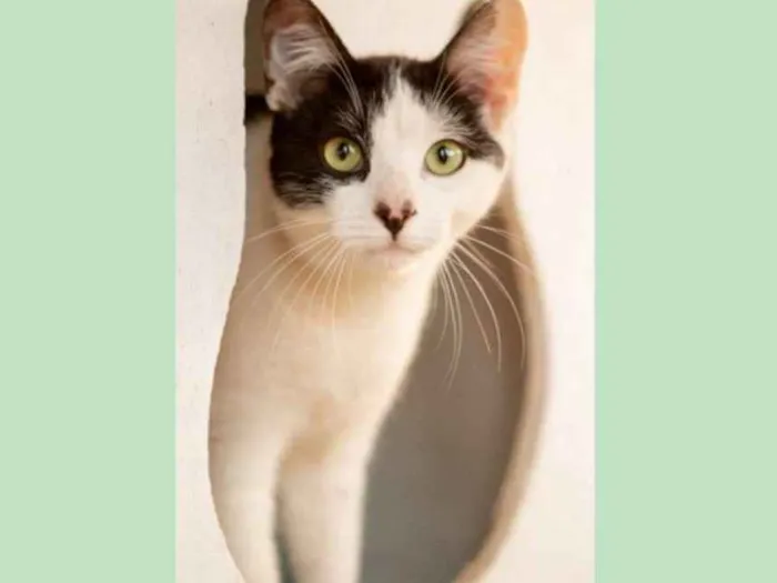 Gato ra a srd idade 1 ano nome Frajola